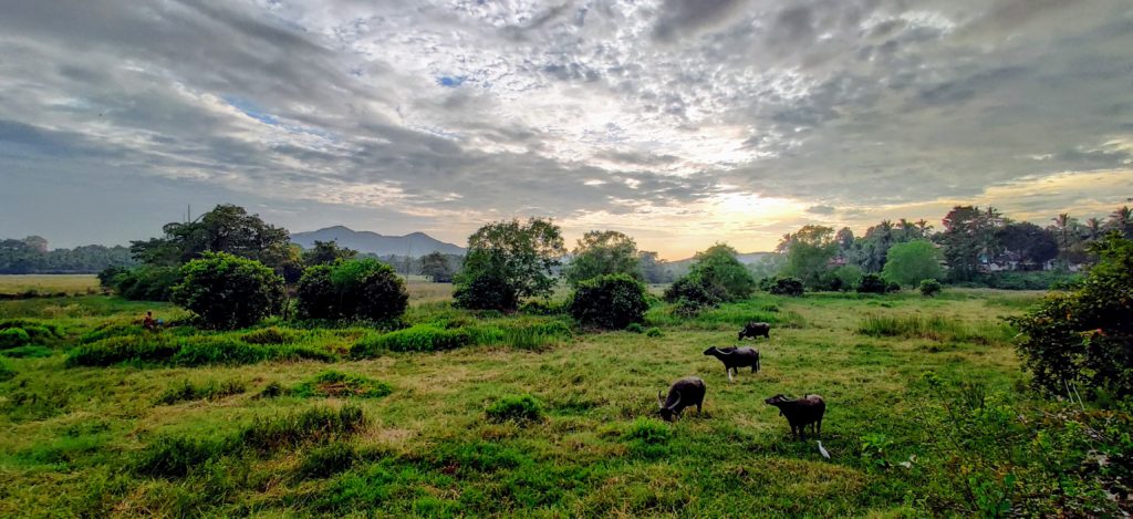 Buffalo grazing on green pastures during sunset.