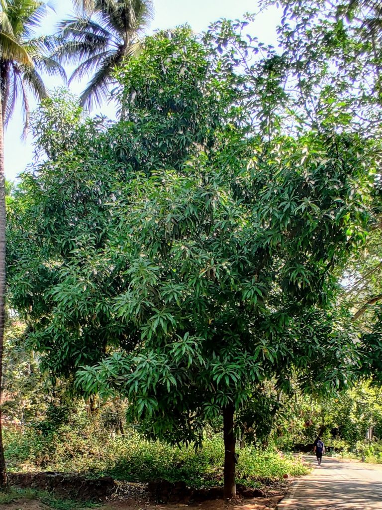 Green mango tree